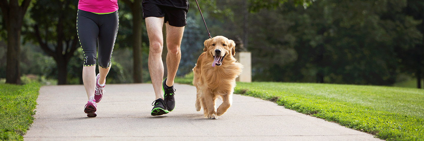 Jax DogWatch Hidden Fences, Ponte Vedra, Florida | Electronic Dog Training Collars Footer Image Image