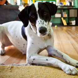 Jax DogWatch Hidden Fences, Ponte Vedra, Florida | Indoor Pet Boundaries Contact Us Image
