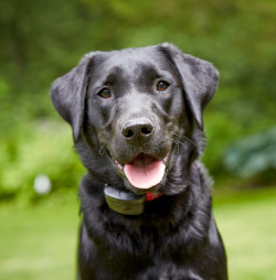 Jax DogWatch Hidden Fences, Ponte Vedra, Florida | 1200Fence Contact Us Image