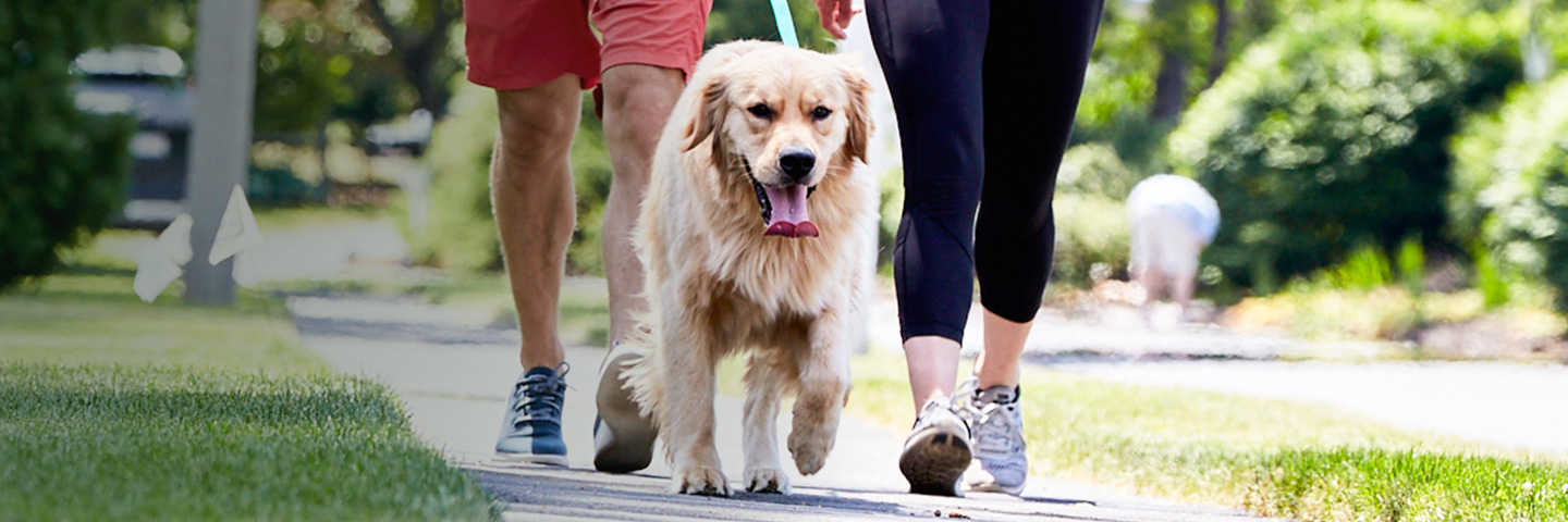 Jax DogWatch Hidden Fences, Ponte Vedra, Florida | SideWalker Leash Trainer Slider Image