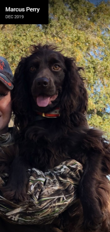 Rocky the Boykin Spaniel - Photo by Marcus Perry