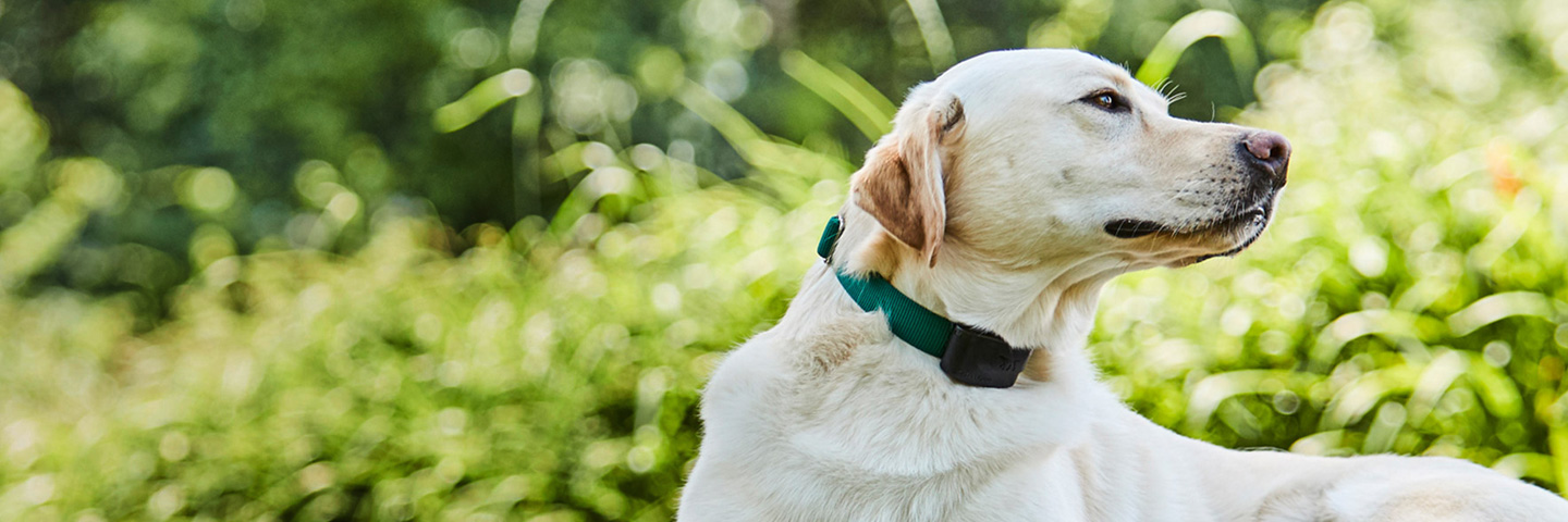 Jax DogWatch Hidden Fences, Ponte Vedra, Florida | 1200Fence Slider Image